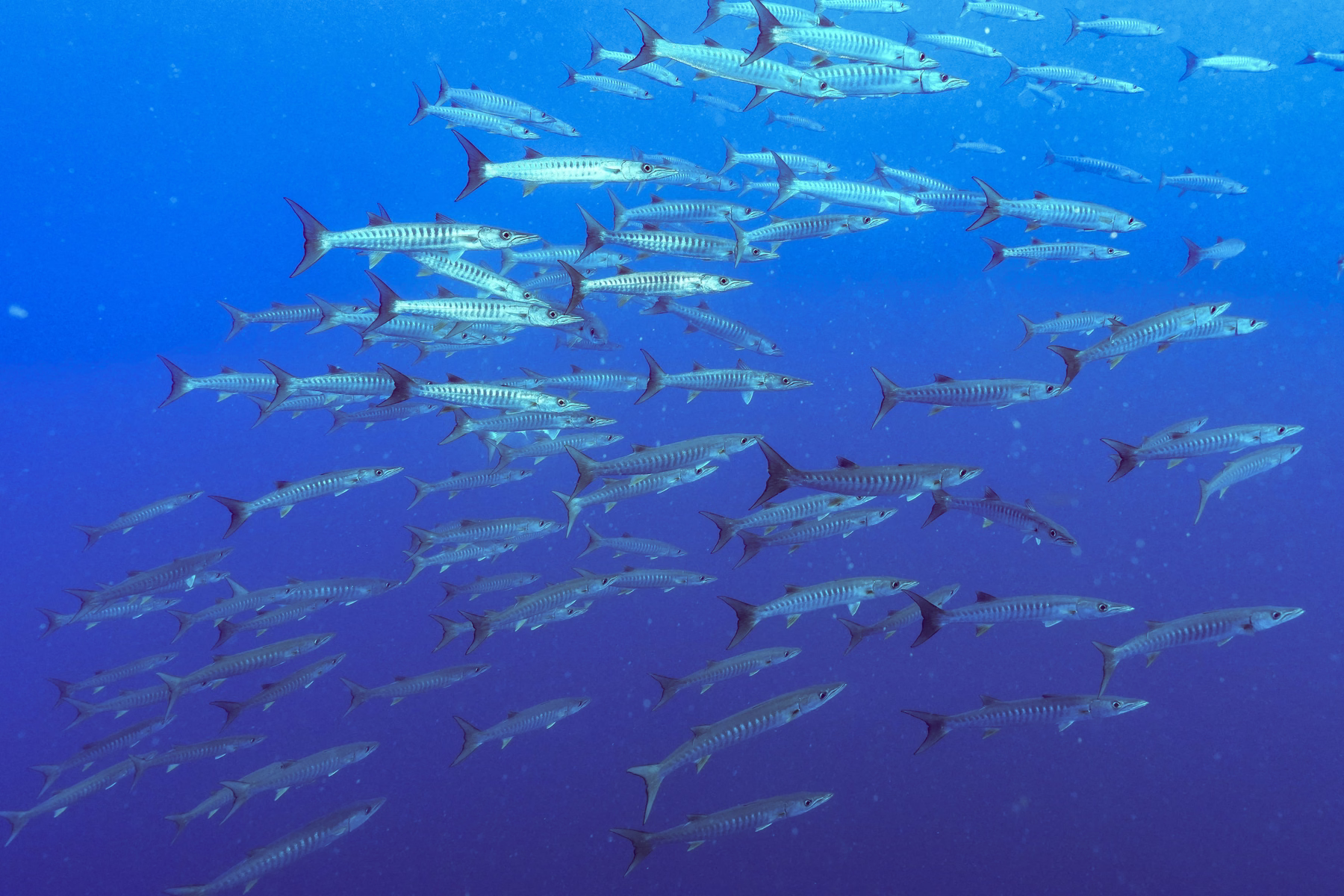 A school of barracuda in the blue water above a Truk Lagoon wreck