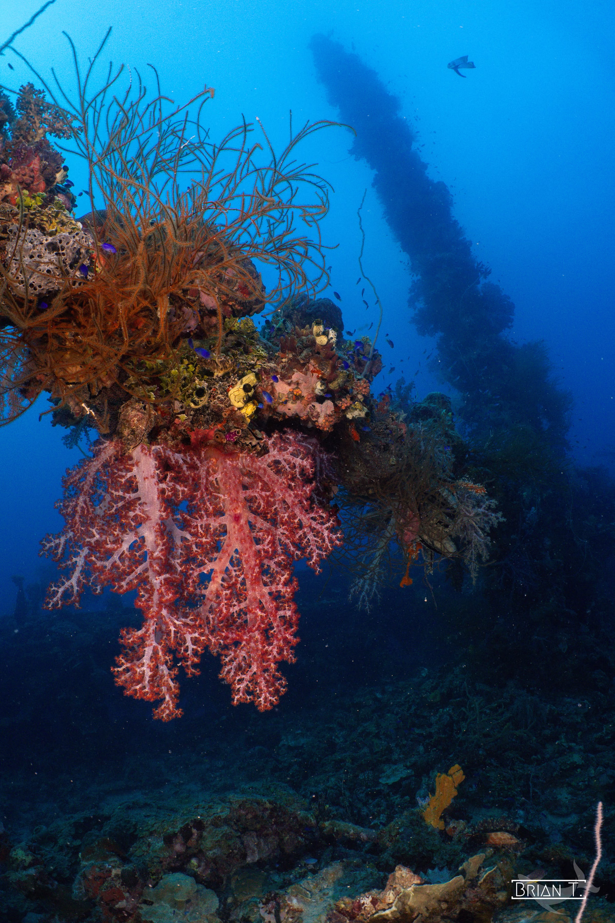 A large soft coral fan growing on a wreck in Truk Lagoon