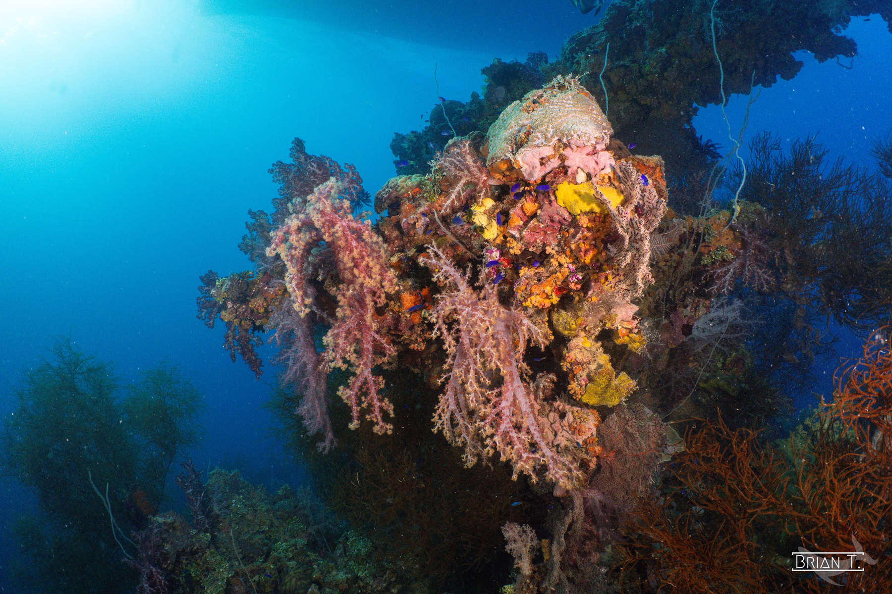 Vivid red and yellow soft corals covering a Truk Lagoon shipwreck