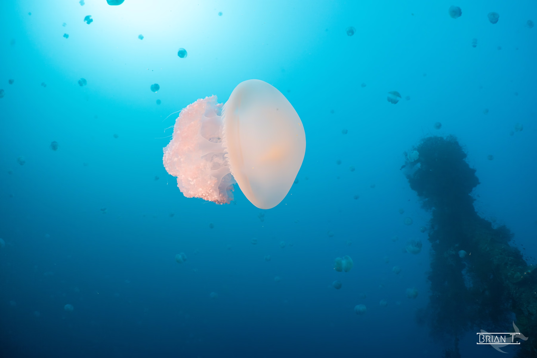 A jellyfish drifts in blue water with a diver silhouetted beyond