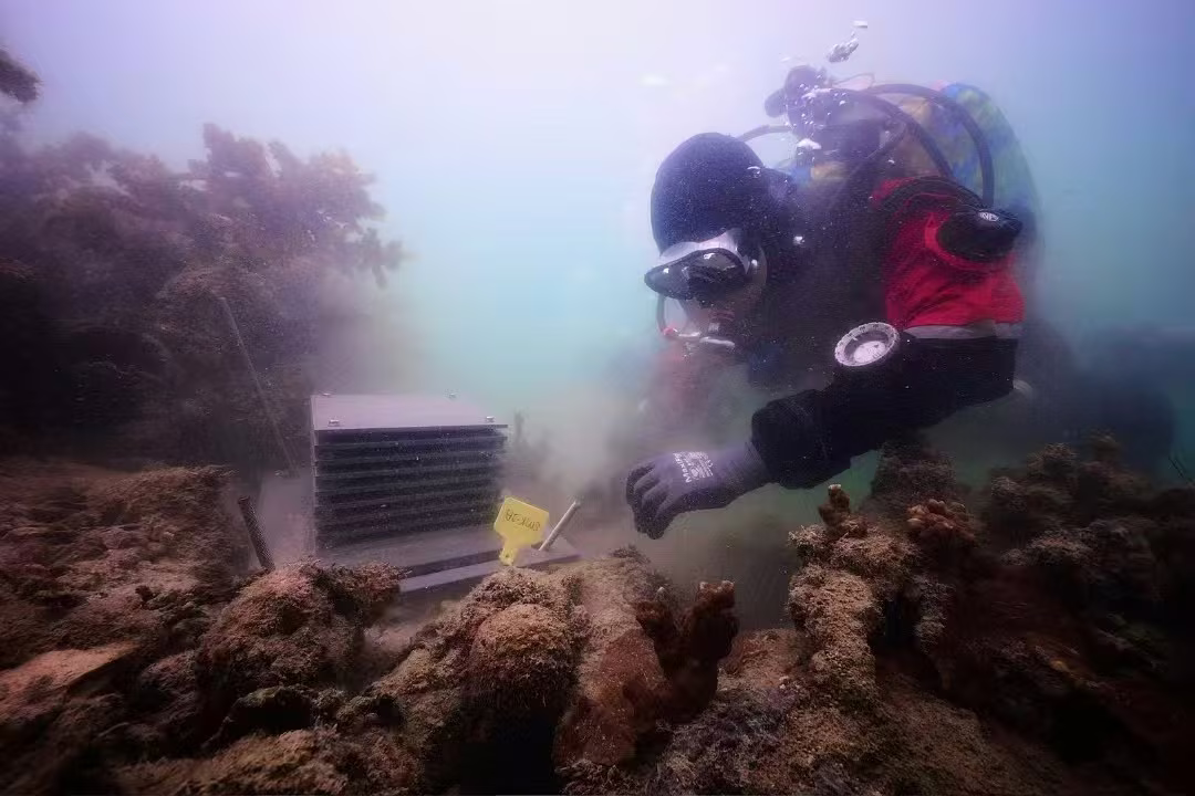 NUS Comprehensive Marine Biodiversity Survey II